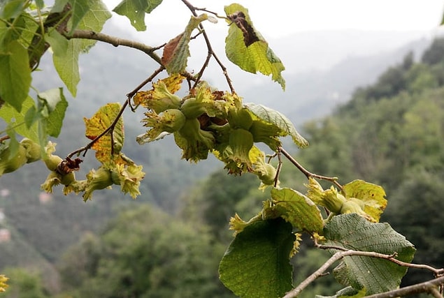 3. Dünyada "Giresun kalite" olarak nam salmış fındığı üretmektir