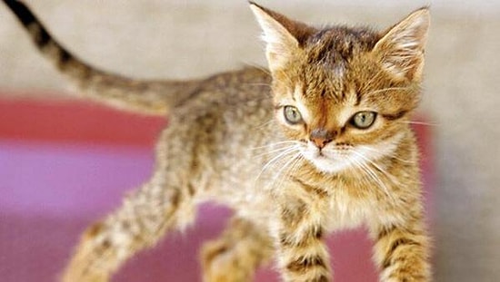 Down Sendromlu Kedi Otto'nun Kalbi Dayanamadı