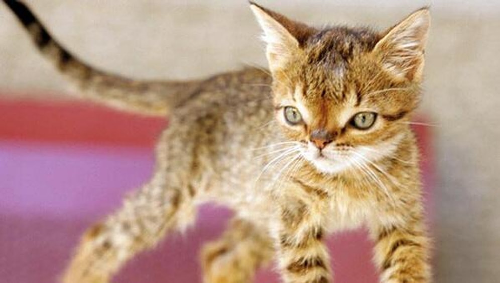 Down Sendromlu Kedi Otto'nun Kalbi Dayanamadı