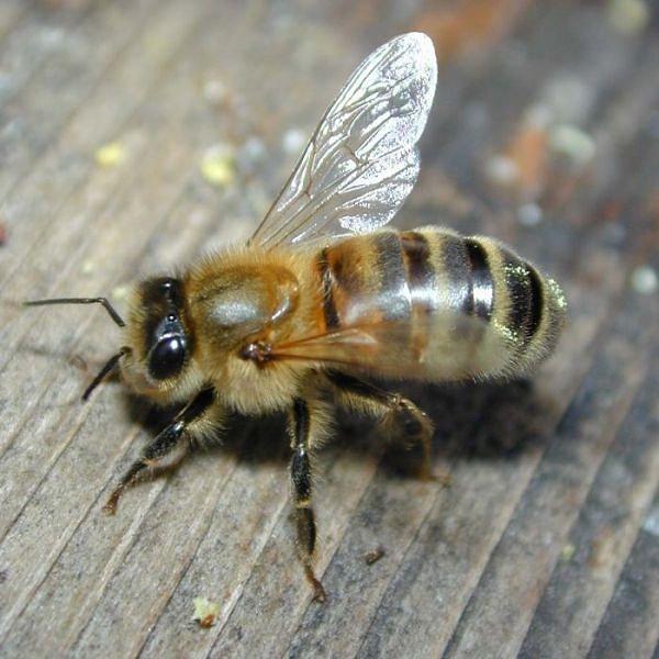 8. Arı - Genellikle rahatsız edici ses çıkarırlar ama bulaşırsanız sizi sokabilirler