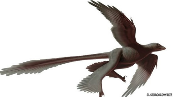 Çin'de Dört Kanatlı Dinozor Bulundu