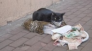 Para Kazanmak İçin Kötü Yolu Seçmiş 25 Kedi