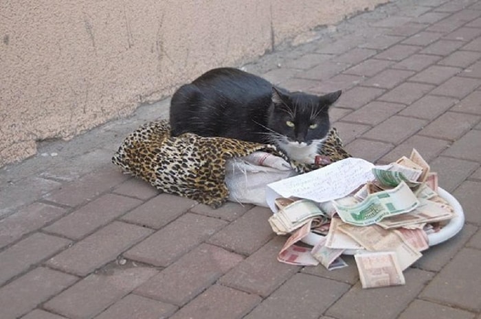 Para Kazanmak İçin Kötü Yolu Seçmiş 25 Kedi