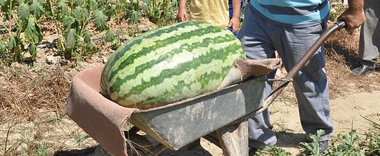 Bu Karpuz Tam 58 Kg!