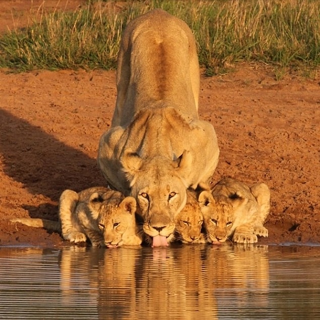 41. Serengeti Milli Parkı, Tanzanya