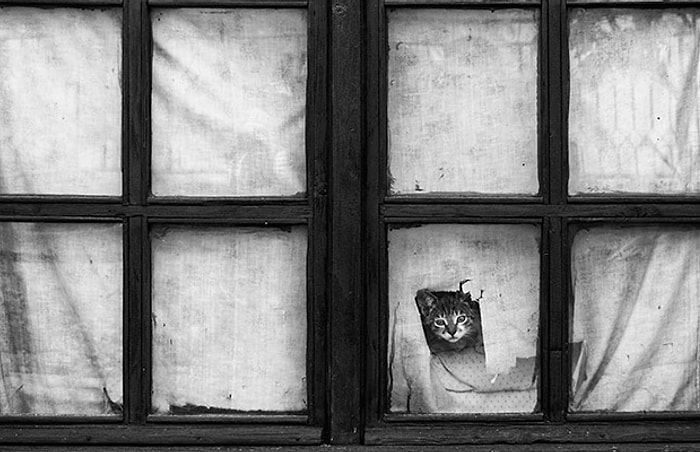 Evde Sahibini Bekleyen Şirinlik Abidesi 30 Melankolik Kedi