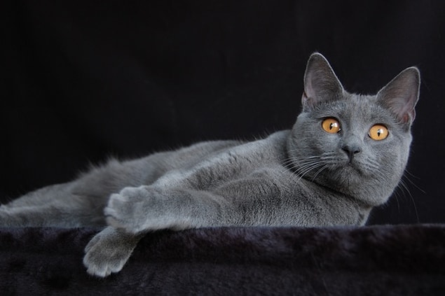 9. Chartreux
