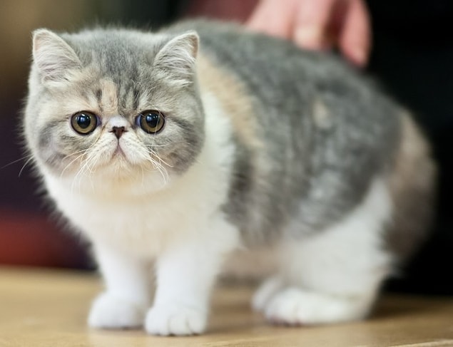 13. Exotic Shorthair