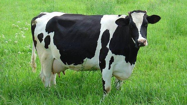11. AK Parti iktidara geldi ineklerin sütü arttı