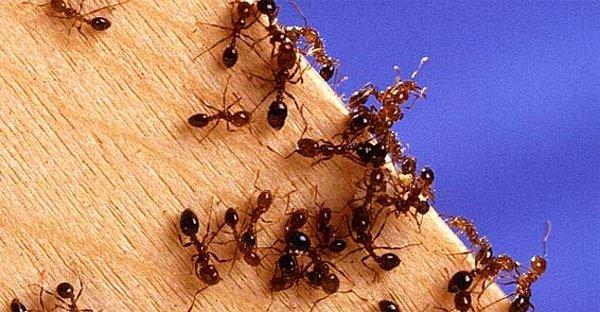 Dünyada insan başına düşen karınca sayısı 1 milyondur.