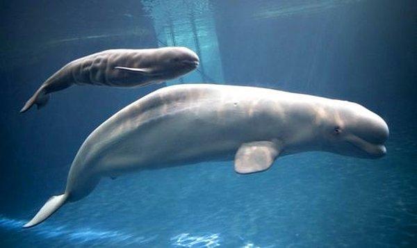 13. Bir balina yavrusuna günde yaklaşık 90 litre süt verir.