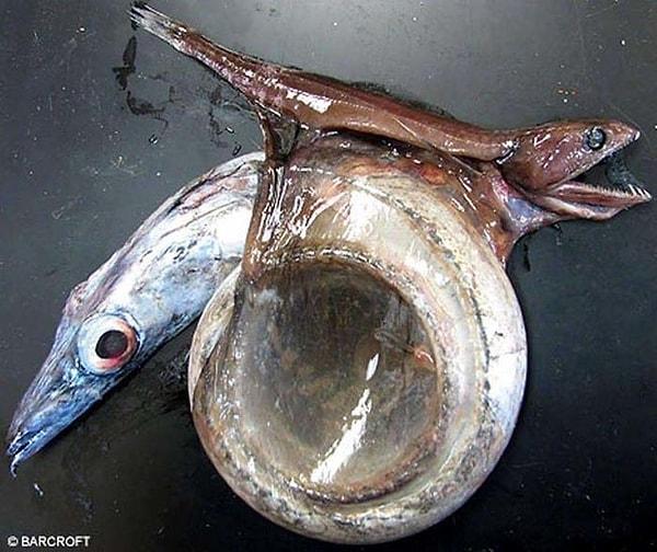 11. ''Kara Yutucu'' isimli bu balık kendinden 10 kat daha büyük avlarını yutabilir.