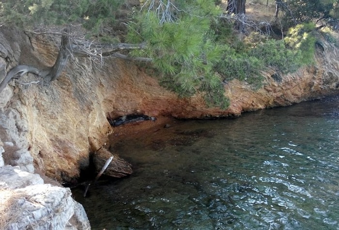 Bodrum'da Akdeniz Foku Görüntülendi