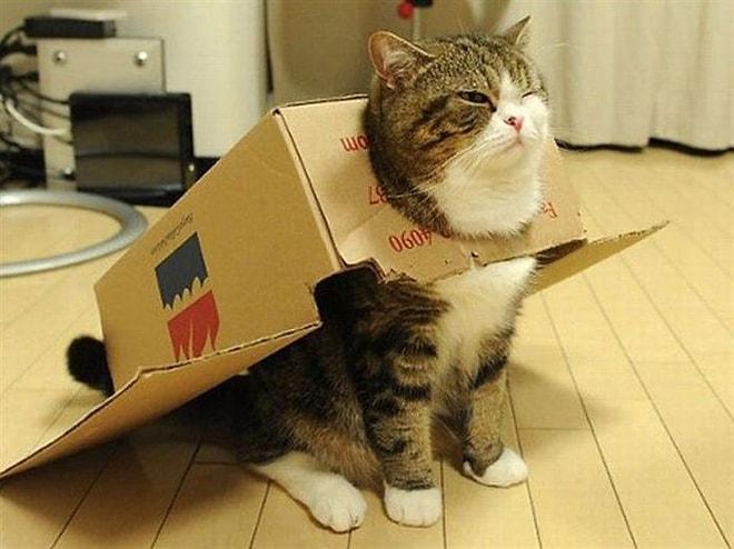 Kedilerin Kutuya Olan Aşkını Gösteren Birbirinden Yumuk 8 Kedi