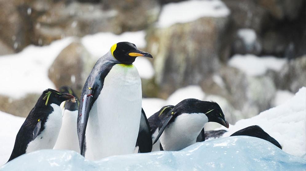 Antarktika'da Dev Penguenler Yaşıyordu