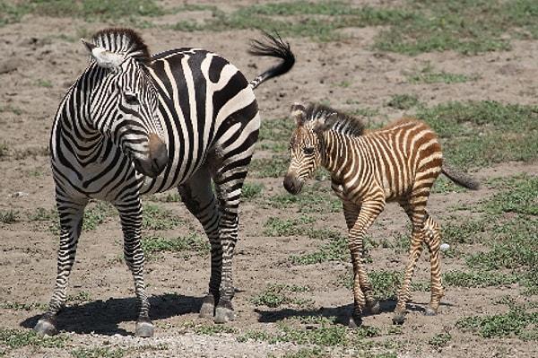 23. Erythristic Kahverengi Çizgili Zebra