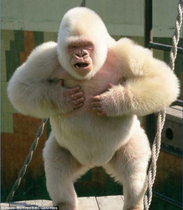 1. Albino Goril