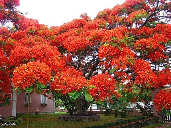 4. Anavatanı Madagaskar olan bu harika Ateş ağacı Brezilya'da bulunuyor.