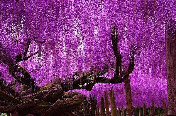 7. İnanılmaz güzelliğiyle 144 yaşındaki morsalkım ağacı Japonya'da bulunuyor.