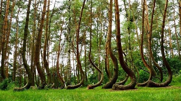 1. Crooked Ormanı, Polonya