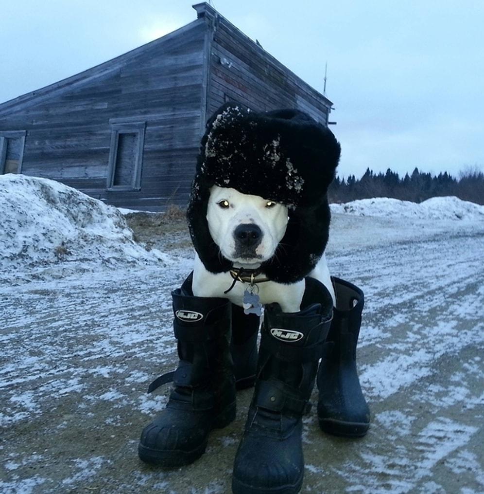 Karda Eğlenen 17 Tatlı Köpek Manzarası