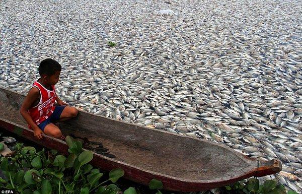 5) Toplu Balık Ölümleri - Endonezya
