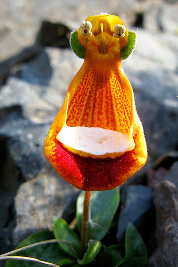 9. Uzaylı ama mutlu orkide