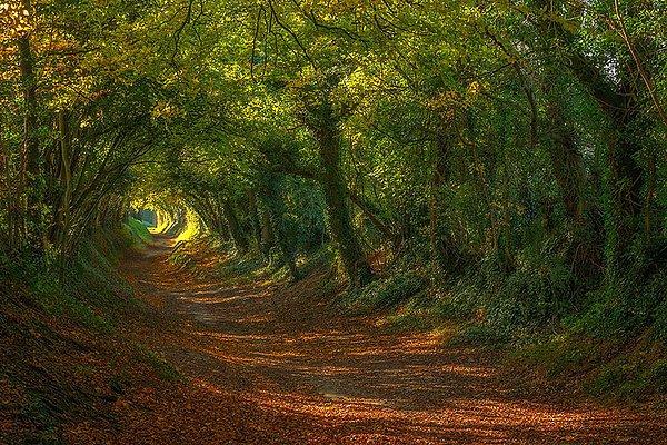 22. Halnaker yel değirmeni yolu, Sussex, İngiltere