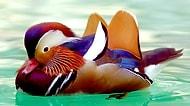 Tablodan Farksız 21 Mandarin Ördeği