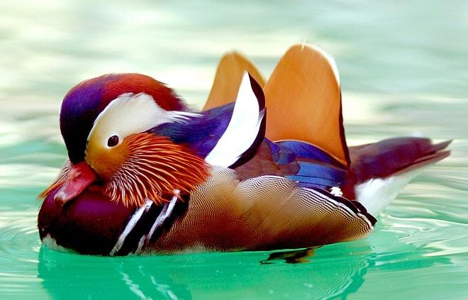 Tablodan Farksız 21 Mandarin Ördeği
