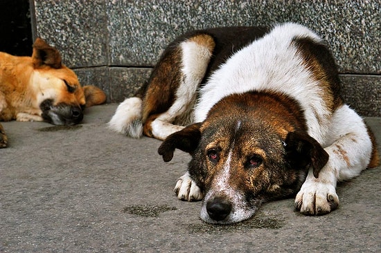 Sakarya'da Sokak Köpeklerini Barınağa Diye Götürüp Zehirlemişler