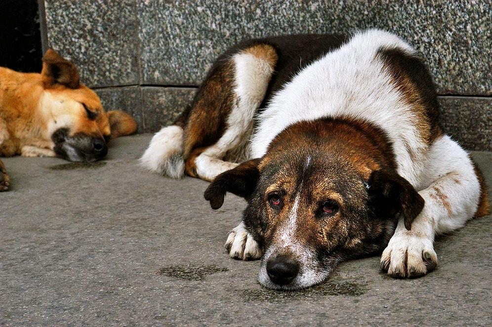 Sakarya'da Sokak Köpeklerini Barınağa Diye Götürüp Zehirlemişler