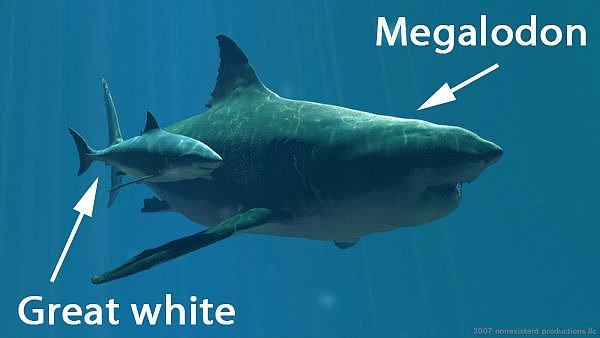 5. Mega Shark