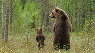 Annelerinden Nasıl İyi Bir Ayı Olunacağını Öğrenen 20 Sevimli Yavru Ayı