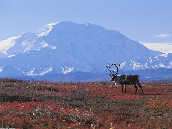 10. Alaska Tundrası