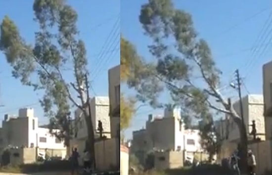 Ağacı Keseceğim Derken Mahalleyi Elektriksiz Bırakmak