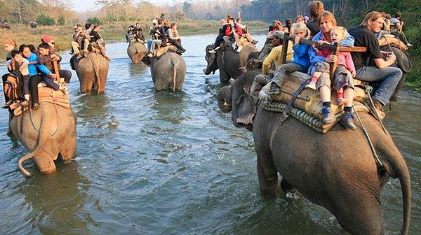 4- Chitwan National Park - Bengal Kaplanları'na Merhaba