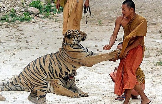 Kaplanları Koruma Altına Alan Budist Tapınağı