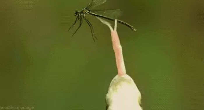 Hayvanlar Dünyasının Büyüsünü Gözler Önüne Seren 33 GIF