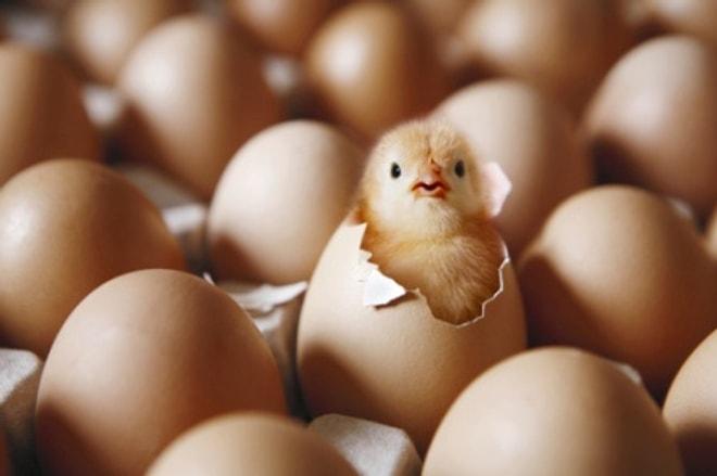 Neden Yumurtanın Bir Tarafı Sivri Bir Tarafı Yuvarlaktır ?