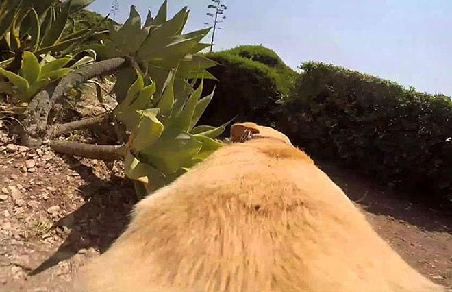 Sırtına GoPro Takılmış Deniz Aşığı Köpeğin Son Hızla Denize Koşması ve Atlaması!