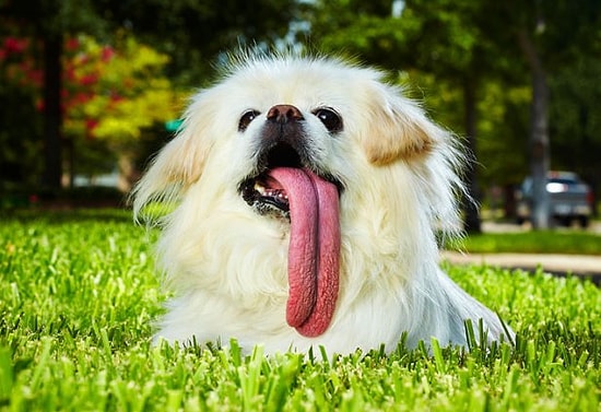 Dil Çıkaran 21 Ekstra Sevimli Hayvan