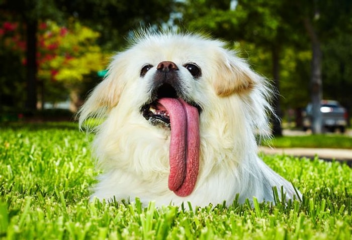 Dil Çıkaran 21 Ekstra Sevimli Hayvan