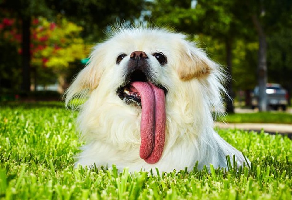 Dil Çıkaran 21 Ekstra Sevimli Hayvan