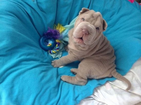 Ütü Yapma Hissi Uyandıran 16 Sevimli Yavru