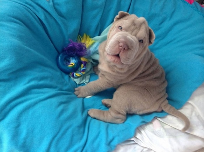 Ütü Yapma Hissi Uyandıran 16 Sevimli Yavru