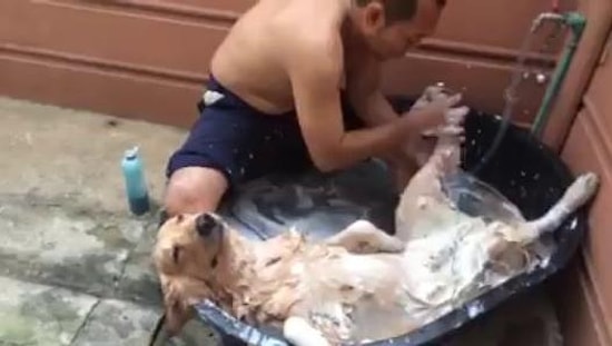 Köpeğin Küvette Masajlı Banyo Keyfi