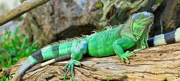 En fazla hapşıran hayvanların iguanalar olduğunu biliyor muydunuz?