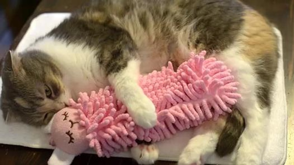 Oyuncağı ile Huzur İçinde Uyuyan Kedi