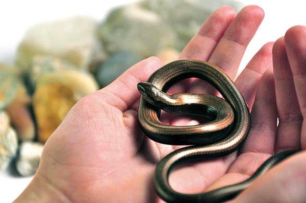 33. Kör yılanlar, görünüş ve hareketleri itibariyle yılana benzerler ancak onlar bacaksız kertenkelelerdir.